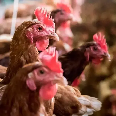 La Ferme du Goulet